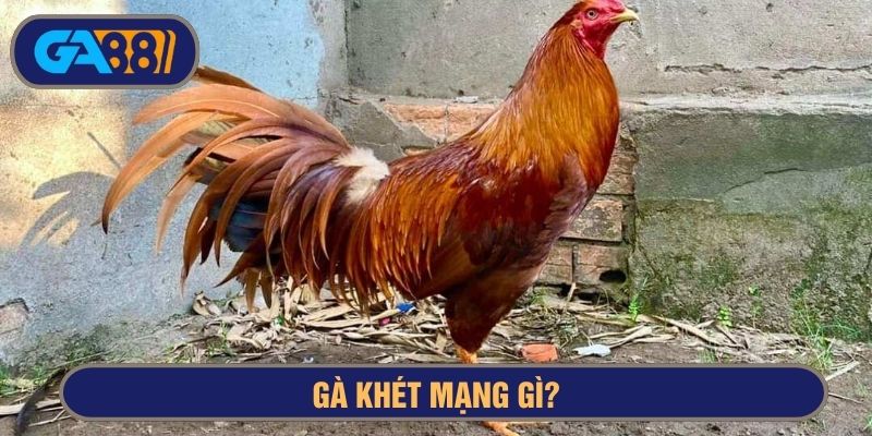 gà khét mạng gì