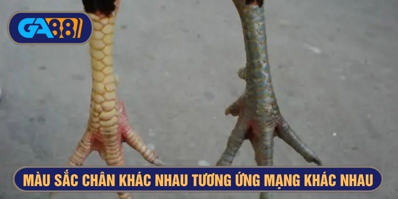 Gà khét mạng gì nếu chân có màu vàng